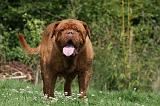 DOGUE DE BORDEAUX 315